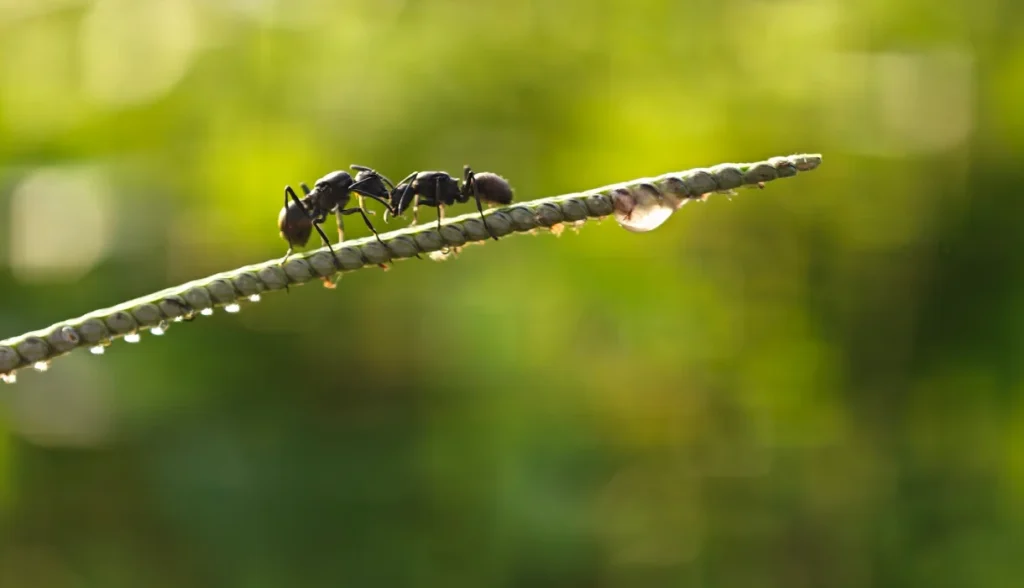 Two black ants walking along a wet grass stem with raindrops and a hanging water droplet